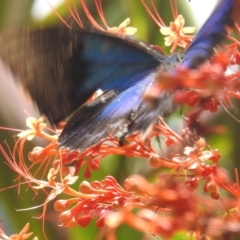 Papilio ulysses at Lake Barrine, QLD - 18 Feb 2022