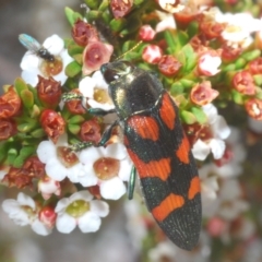 Castiarina helmsi (A jewel beetle) at Kosciuszko National Park - 19 Feb 2022 by Harrisi