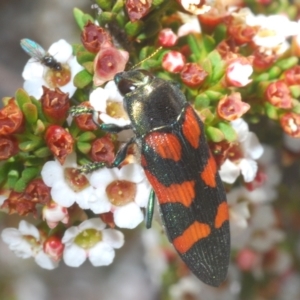 Castiarina helmsi at Crackenback, NSW - 19 Feb 2022