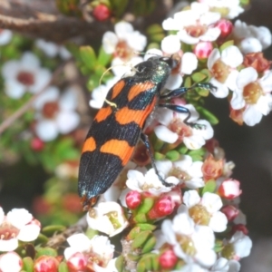 Castiarina helmsi at Crackenback, NSW - 19 Feb 2022