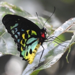 Ornithoptera euphorion at Lake Barrine, QLD - 18 Feb 2022 03:51 PM