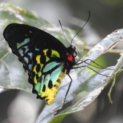 Ornithoptera euphorion (Cairns Birdwing) at Crater Lakes National Park - 18 Feb 2022 by HelenCross