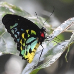 Ornithoptera euphorion (Cairns Birdwing) at Lake Barrine, QLD - 18 Feb 2022 by HelenCross