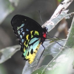 Ornithoptera euphorion at Lake Barrine, QLD - 18 Feb 2022 03:51 PM