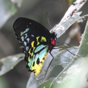 Ornithoptera euphorion at Lake Barrine, QLD - 18 Feb 2022