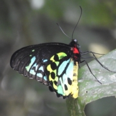 Ornithoptera euphorion at Lake Barrine, QLD - 18 Feb 2022 03:51 PM