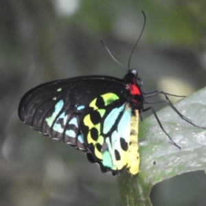 Ornithoptera euphorion at Lake Barrine, QLD - 18 Feb 2022 03:51 PM