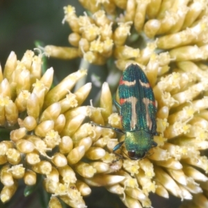 Castiarina flavoviridis at Perisher Valley, NSW - 20 Feb 2022