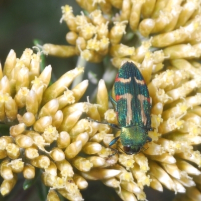 Castiarina flavoviridis (A jewel beetle) at Kosciuszko National Park - 19 Feb 2022 by Harrisi