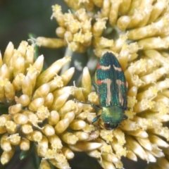 Castiarina flavoviridis (A jewel beetle) at Perisher Valley, NSW - 19 Feb 2022 by Harrisi
