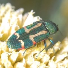 Castiarina flavoviridis at Perisher Valley, NSW - 20 Feb 2022 10:50 AM