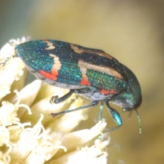 Castiarina flavoviridis at Perisher Valley, NSW - 20 Feb 2022