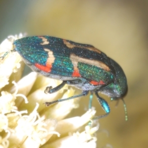 Castiarina flavoviridis at Perisher Valley, NSW - 20 Feb 2022