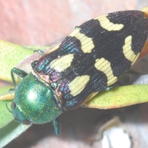 Castiarina flavopurpurea at Nimmo, NSW - 20 Feb 2022