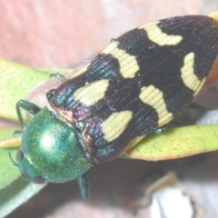 Castiarina flavopurpurea (A Jewel Beetle) at Nimmo, NSW - 20 Feb 2022 by Harrisi