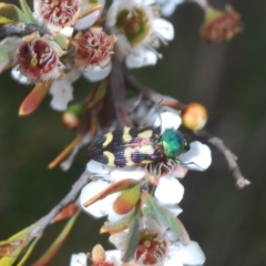 Castiarina flavopurpurea at Nimmo, NSW - 20 Feb 2022