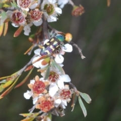 Castiarina flavopurpurea at Nimmo, NSW - 20 Feb 2022
