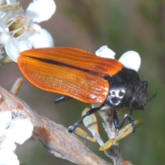 Castiarina rufipennis (Jewel beetle) at Jindabyne, NSW - 20 Feb 2022 by Harrisi