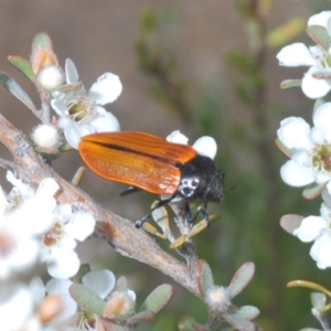 Castiarina rufipennis at Jindabyne, NSW - 20 Feb 2022