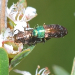 Diphucrania cupripennis (A Jewel Beetle) at Nimmo, NSW - 20 Feb 2022 by Harrisi