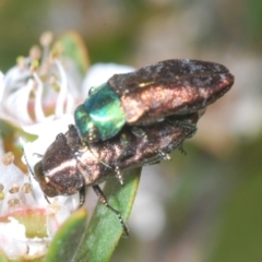 Diphucrania cupripennis at Nimmo, NSW - 20 Feb 2022