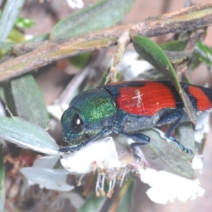 Castiarina deyrollei at Geehi, NSW - 20 Feb 2022 11:47 PM