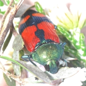 Castiarina deyrollei at Geehi, NSW - 20 Feb 2022 11:47 PM