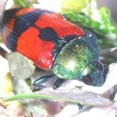 Castiarina deyrollei at Geehi, NSW - 20 Feb 2022 11:47 PM