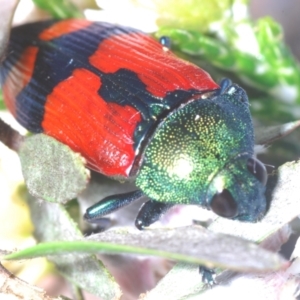 Castiarina deyrollei at Geehi, NSW - 20 Feb 2022 11:47 PM