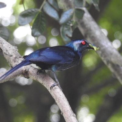 Aplonis metallica (Metallic Starling) at Tully, QLD - 20 Feb 2022 by HelenCross