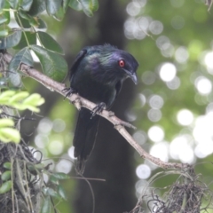 Aplonis metallica at Tully, QLD - suppressed