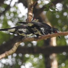 Aplonis metallica at Tully, QLD - suppressed