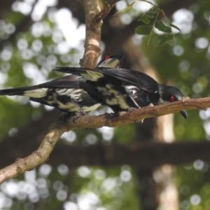 Aplonis metallica at Tully, QLD - 20 Feb 2022