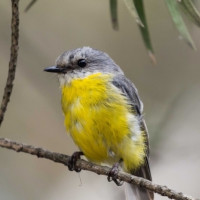 Eopsaltria australis (Eastern Yellow Robin) at Acton, ACT - 17 Feb 2022 by MarkT