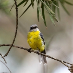 Eopsaltria australis at Acton, ACT - 17 Feb 2022