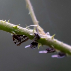 Scolypopa australis (Passionvine hopper, Fluffy bum) at Acton, ACT - 17 Feb 2022 by MarkT