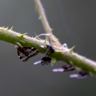 Scolypopa australis (Passionvine hopper, Fluffy bum) at Acton, ACT - 16 Feb 2022 by MarkT