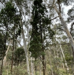 Callitris endlicheri at Bruce, ACT - 24 Feb 2022 09:02 AM