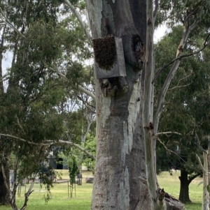 Apis mellifera at Wanniassa, ACT - 24 Feb 2022 11:16 AM