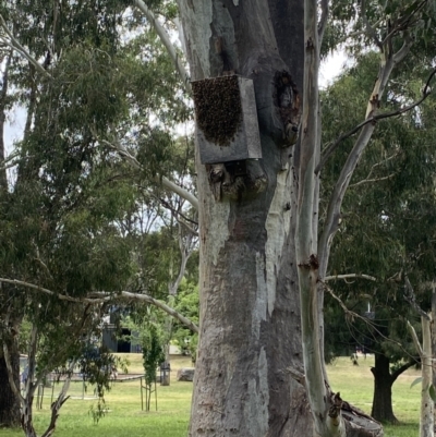 Apis mellifera (European honey bee) at Wanniassa, ACT - 24 Feb 2022 by jks