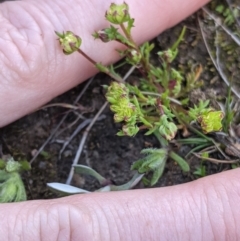 Brachyscome perpusilla at suppressed - 28 Sep 2021