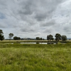 Gallinago hardwickii at Fraser, ACT - 24 Feb 2022 11:06 AM