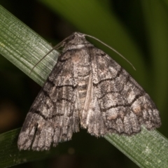 Dysbatus singularis at Melba, ACT - 30 Dec 2021