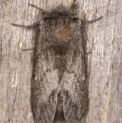 Pernattia pusilla at Melba, ACT - 30 Dec 2021