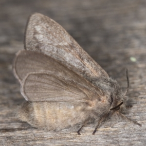 Pernattia pusilla at Melba, ACT - 30 Dec 2021 11:54 PM