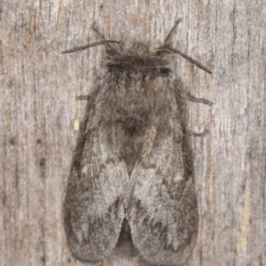 Pernattia pusilla at Melba, ACT - 30 Dec 2021 11:54 PM