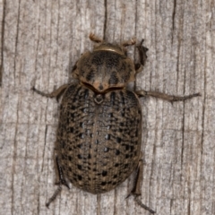Omorgus (genus) (Hide beetle) at Melba, ACT - 30 Dec 2021 by kasiaaus