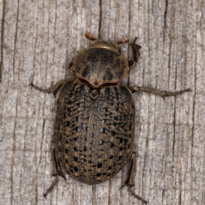Omorgus (genus) (Hide beetle) at Melba, ACT - 30 Dec 2021 by kasiaaus