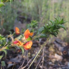 Pultenaea procumbens (Bush Pea) at Tennent, ACT - 9 Nov 2021 by MichaelBedingfield