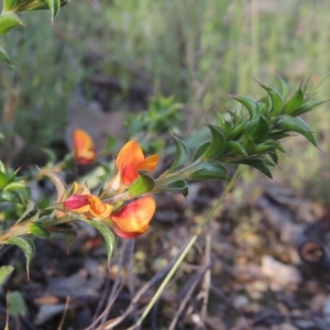 Pultenaea procumbens at Tennent, ACT - 9 Nov 2021 05:25 PM